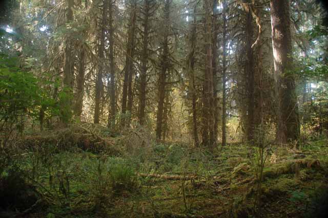 Hoh rain forest
